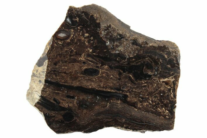 Polished Fossil Stromatolite Colony on Reed - Utah #236572